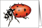 Ladybug card