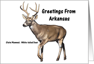 Arkansas - State Mammal - Souvenir Greeting card