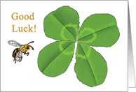 Good Luck - Four Leaf Clover - Blank Card