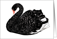 Black and White Swan...