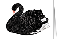 Black and White Swan - Blank Cards - Note Cards