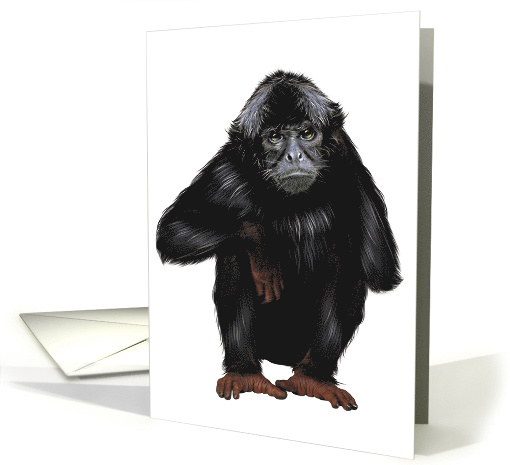 Monkey - Blank card (547338)
