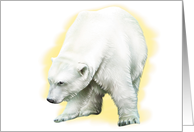 Polar Bear - Blank Card - Note Card
