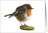 Robin - Blank Card - Note Card