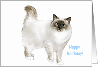 Cat - Birman - Happy Birthday card