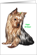 Dog - Yorkshire Terrier - Happy Birthday card