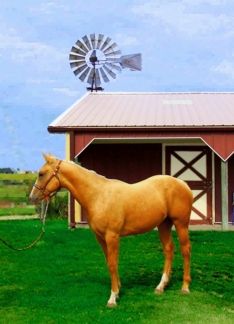 Palomino Horse...