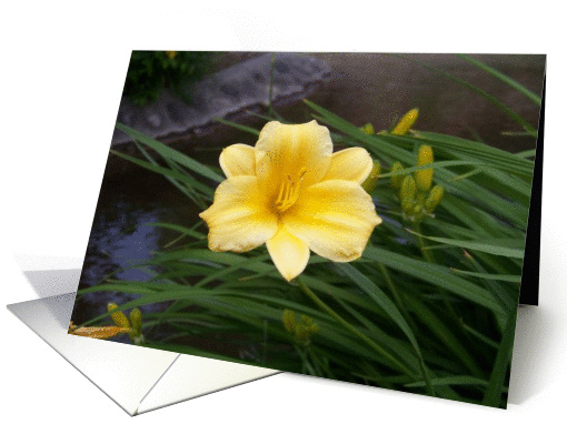 yellow flowers card (539149)
