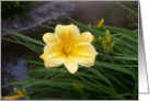 yellow flowers card