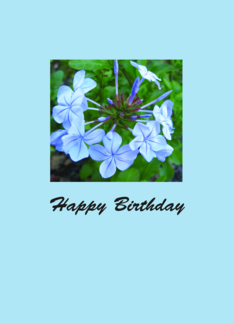 Blue Bloom Birthday