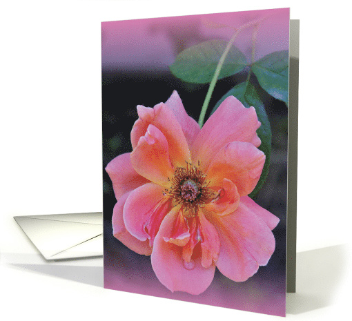 Rose card (543160)