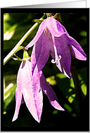 Purple Flowers card