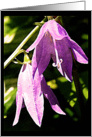 Purple Flowers card