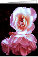 A Sister’s Rose card
