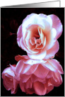 A Sister’s Rose card