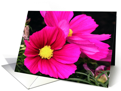 Pink Flowers card (561078)