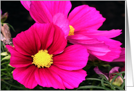 Pink Flowers