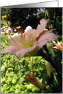 Peach Flower card