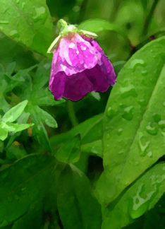 Purple Flower Greeting Card