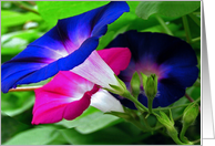 Morning Glories card
