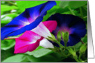 Morning Glories card