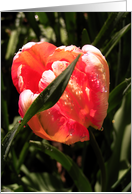 Peach Tulip card