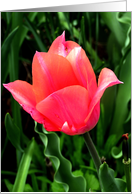 Peach Tulip card