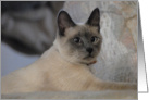 Sushi the cat looking regal card