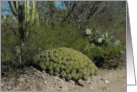 Ferocactus robustus in Oaxaca, Mexico card