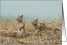 Juvenile ground squirrels card
