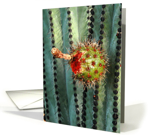 Lemaireocereus thurberi x L. montanus hybrid with fruit card (1062011)