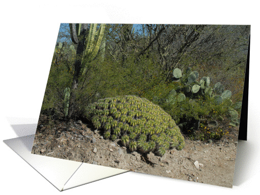 Ferocactus robustus in Oaxaca, Mexico card (1062045)