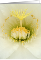 Echinopsis flower macro card