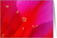 Cactus flower macro card