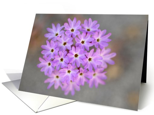 Purple sand verbena, Abronia villosa card (558569)