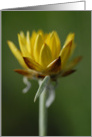 yellow flower macro. card