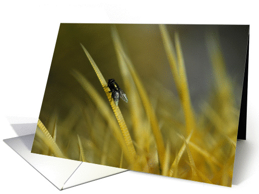 Fly surfing the spine of a Golden Barrel cactus card (832350)