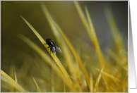 Fly surfing the spine of a Golden Barrel cactus card