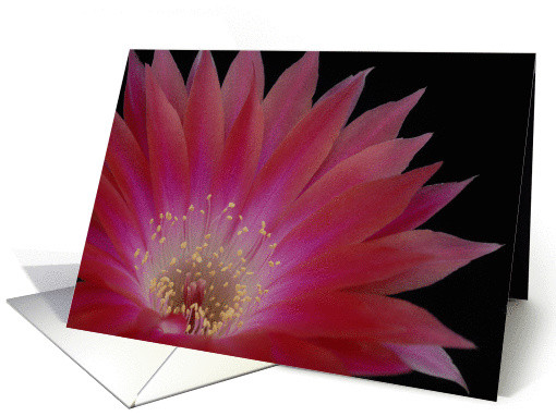 Lobivia winteriana flower card (832370)