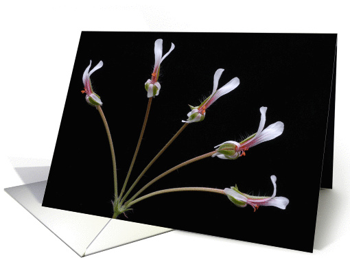 Pelargonium christophoranum flowers card (889928)