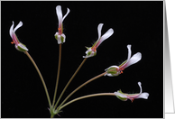 Pelargonium christophoranum flowers card