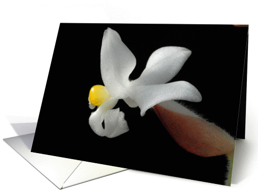 Jewel Orchid (Ludisia discolor) card (891190)