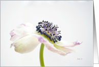 White Flower-Love card
