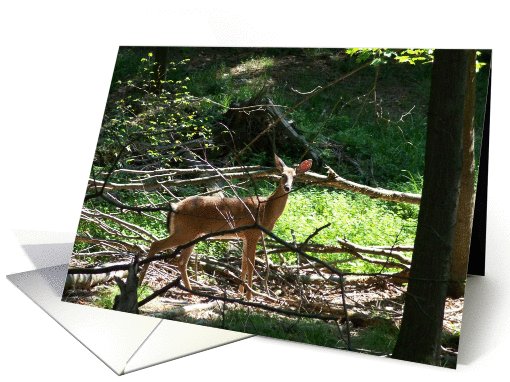 Deer in the woods card (544088)