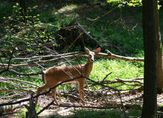 Deer in the woods