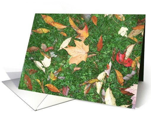 Leaves on the lawn card (544094)