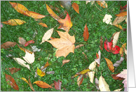 Leaves on the lawn card