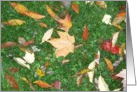 Leaves on the lawn card