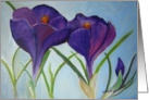 Crocus - February Birthday card