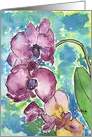 Orchids- blank inside card